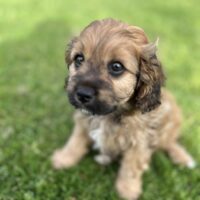Cavapoo Rüde 8 Wochen