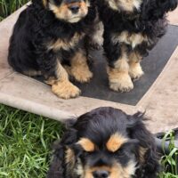 Cockapoo/ American Cocker Spaniel Welpen Rüden