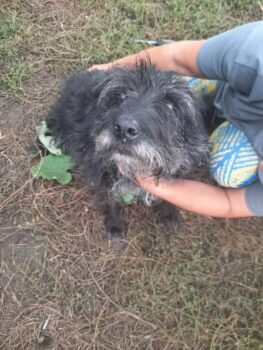 SAMSON - Pudel-Schnauzer-Mix - Körbchen gesucht für diesen lieben Bub!
