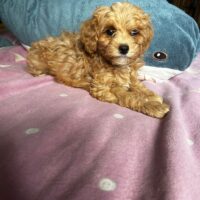 Maltipoo