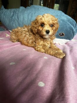 Maltipoo