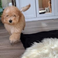 Toypudel, Pudel, Zwerkpudel, Welpen, Mädchen, Weibchen