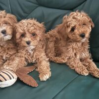 Maltipoo