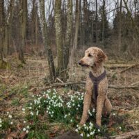 Pudel sucht neues Zuhause