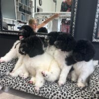 Grosspudel, Harlekin, Rüde, 8 Wochen alt