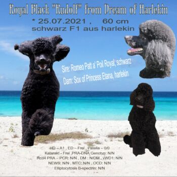 Großpudel Deckrüde in schwarz aus harlekin x schwarz Royal Black Rudolf from Dream of Harlekin FCI
