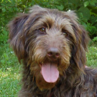 Ilse, Labradoodle