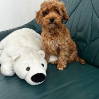 Maltipoo 1 Mädchen