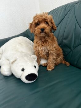 Maltipoo 1 Mädchen