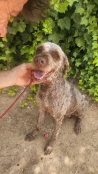 BIMBA Perro de agua sucht sein Zuhause - mit Video!