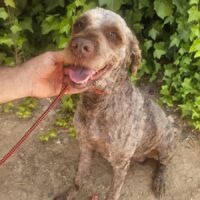 BIMBA Perro de agua sucht sein Zuhause - mit Video!