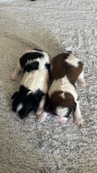 Cavapoo Welpen mit Abstammungsnachweis