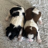 Cavapoo Welpen mit Abstammungsnachweis