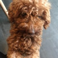 Toy Pudel Weibchen 3 Jahre alt