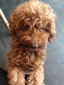 Toy Pudel Weibchen 3 Jahre alt