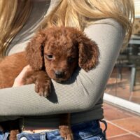 Zwergpudel / Cockapoo Welpen , red zuckersüß