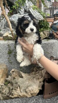 Cavapoo Welpen mit Abstammungsnachweis