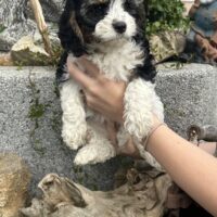 Cavapoo Welpen mit Abstammungsnachweis