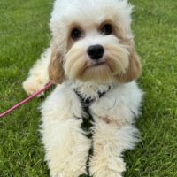 Cockapoo Hündin 7 Monate alt