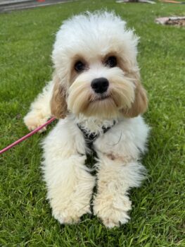 Cockapoo Hündin 7 Monate alt