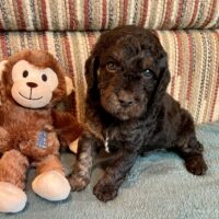 Cavapoo Welpen