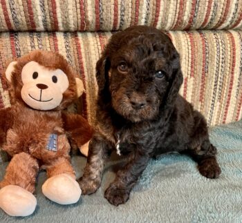 Cavapoo Welpen