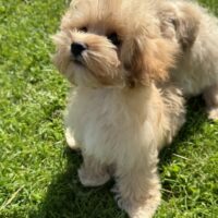 Maltipoo Welpen suchen liebevolles Zuhause!