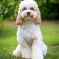 Cockapoo Hündin 7 Monate alt
