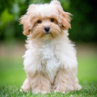 Maltipoo Rüde sucht liebevolles Zuhause!