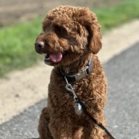 Zwergpudel / Cockapoo Welpen , red , zuckersüß, sehr seltene Farbe .!!!