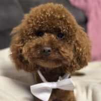 Toy Pudel red/brown