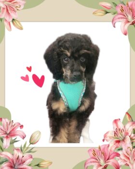 Zwergpudel black and tan