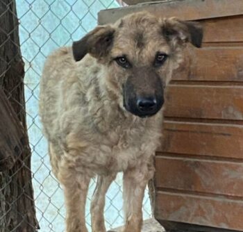 ROBI - ‼️Zuhause oder Pflegestelle gesucht‼️