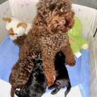 Toy Pudel+Bolonka Zwetna Welpen ab Juli