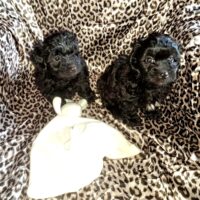 Bollipoo Welpen (Toypudel+Bolonka Zwetna)