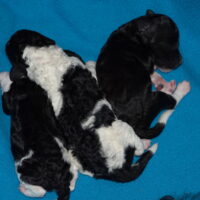 Zwerpudelwelpen Harlekin ab Okt. 2025 in liebevolle Hände abzugeben