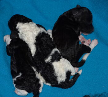 Zwerpudelwelpen Harlekin ab Okt. 2025 in liebevolle Hände abzugeben