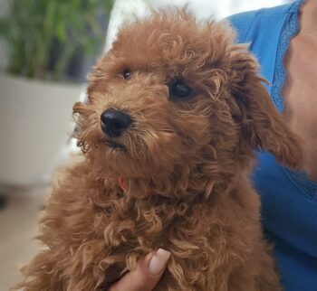 Pudel mittel/klein red/fawn