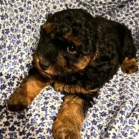 Zwergpudel/Toypudel Mädchen in black-tan von gesunden Eltern