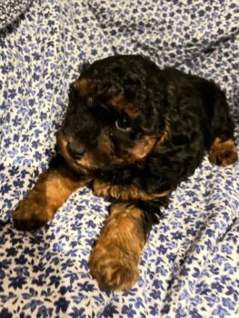 Zwergpudel/Toypudel Mädchen in black-tan von gesunden Eltern