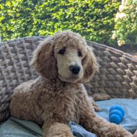 Welpe Harvey (4 Monate) sucht ein neues Zuhause
