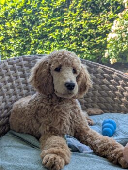 Welpe Harvey (4 Monate) sucht ein neues Zuhause