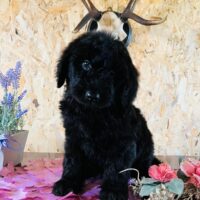Labradoodel
