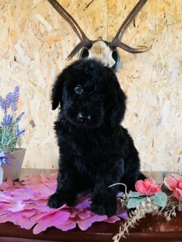 Labradoodel