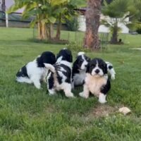 Cavapoo Welpen mit Abstammungstafel