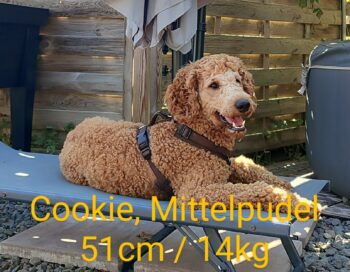Cookie sucht ein neues Zuhause, Mittelpudel Fawn