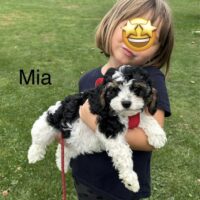 Cavapoo Welpen mit Abstammungstafel