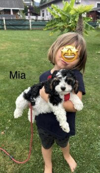 Cavapoo Welpen mit Abstammungstafel