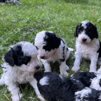 Zwerg Kleinpudel Welpen Harlekin