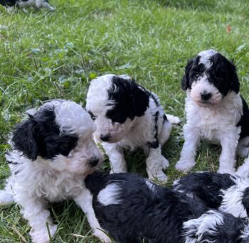 Zwerg Kleinpudel Welpen Harlekin